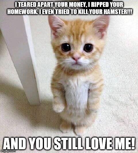 Cute Cat Meme | I TEARED APART YOUR MONEY, I RIPPED YOUR HOMEWORK. I EVEN TRIED TO KILL YOUR HAMSTER!!! AND YOU STILL LOVE ME! | image tagged in memes,cute cat | made w/ Imgflip meme maker