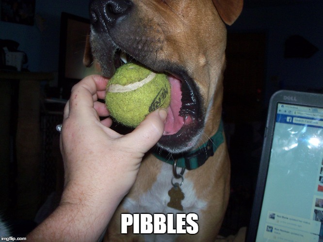 Pibble | PIBBLES | image tagged in pibbles,my pibble,ball all day | made w/ Imgflip meme maker