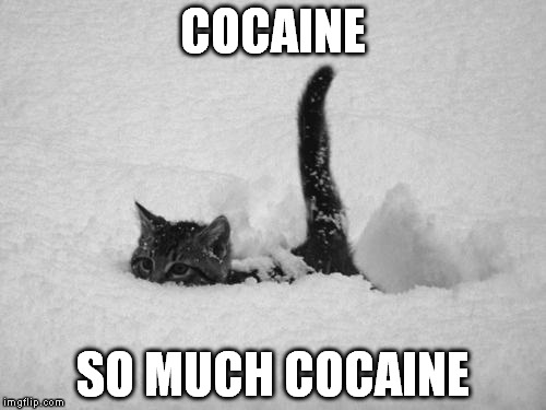 Snow Cat | COCAINE SO MUCH COCAINE | image tagged in snow cat | made w/ Imgflip meme maker