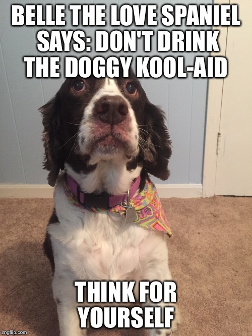 Spaniel Philosophy  | BELLE THE LOVE SPANIEL SAYS: DON'T DRINK THE DOGGY KOOL-AID THINK FOR YOURSELF | image tagged in funny dogs | made w/ Imgflip meme maker