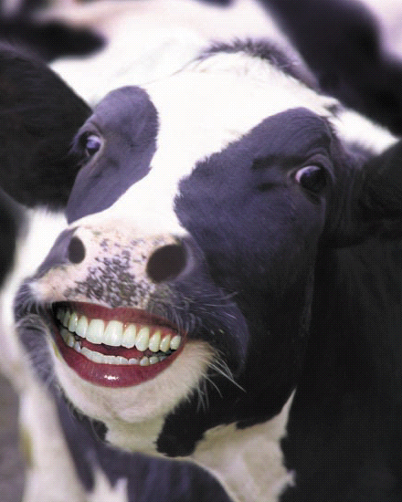 happy cow Blank Meme Template