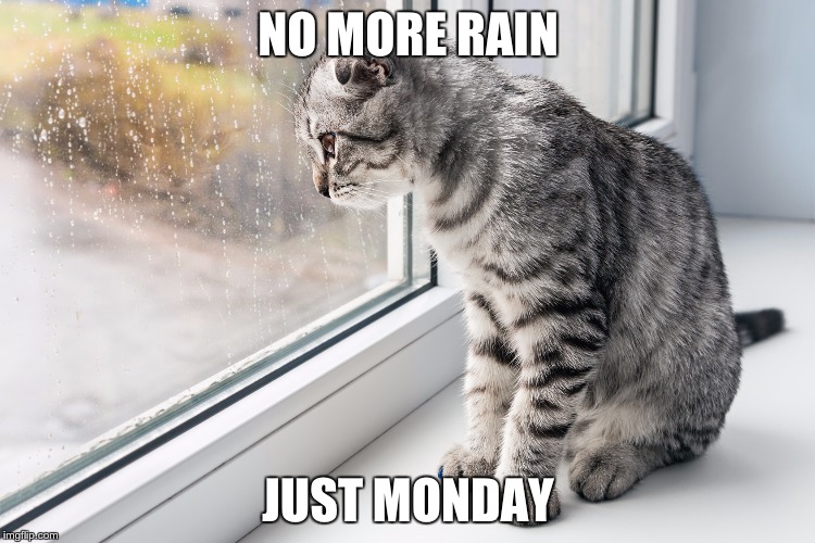 NO MORE RAIN JUST MONDAY | image tagged in cat,rain,windowsill | made w/ Imgflip meme maker