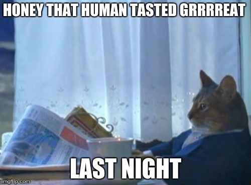 I Should Buy A Boat Cat | HONEY THAT HUMAN TASTED GRRRREAT LAST NIGHT | image tagged in memes,i should buy a boat cat | made w/ Imgflip meme maker