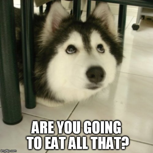 Are you going to eat all that? | ARE YOU GOING TO EAT ALL THAT? | image tagged in husky | made w/ Imgflip meme maker