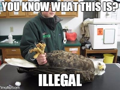 ill eagle | YOU KNOW WHAT THIS IS? ILLEGAL | image tagged in ill eagle | made w/ Imgflip meme maker