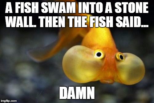 Fish | A FISH SWAM INTO A STONE WALL. THEN THE FISH SAID... DAMN | image tagged in fish | made w/ Imgflip meme maker