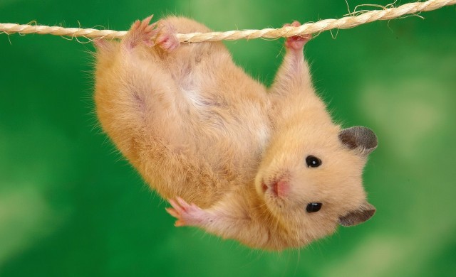 hamster Blank Meme Template