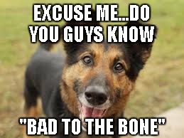 Dog | EXCUSE ME...DO YOU GUYS KNOW "BAD TO THE BONE" | image tagged in dog | made w/ Imgflip meme maker