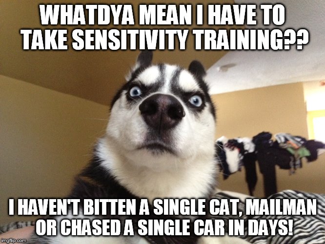 Sensitivity training? Me?? | WHATDYA MEAN I HAVE TO TAKE SENSITIVITY TRAINING?? I HAVEN'T BITTEN A SINGLE CAT, MAILMAN OR CHASED A SINGLE CAR IN DAYS! | image tagged in pissed-off husky | made w/ Imgflip meme maker