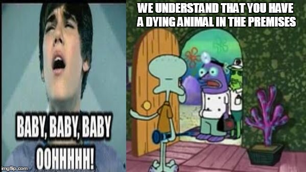 sponge | WE UNDERSTAND THAT YOU HAVE A DYING ANIMAL IN THE PREMISES | image tagged in sponge | made w/ Imgflip meme maker