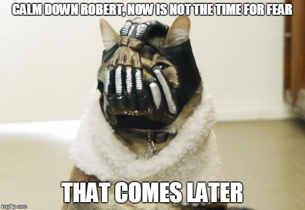 Bane Cat | CALM DOWN ROBERT, NOW IS NOT THE TIME FOR FEAR THAT COMES LATER | image tagged in bane cat | made w/ Imgflip meme maker