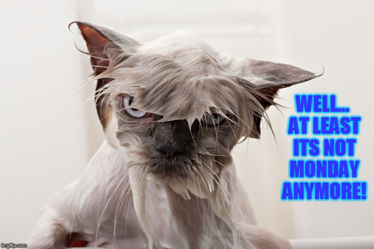 wet cat  | WELL... AT LEAST ITS NOT MONDAY ANYMORE! | image tagged in wet cat | made w/ Imgflip meme maker