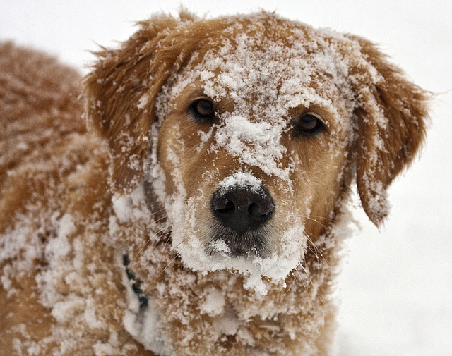 Dog in snow Blank Meme Template