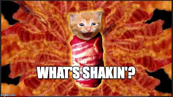 Mmmm Bacon-y! | WHAT'S SHAKIN'? | image tagged in what's shakin,bacon,kitten | made w/ Imgflip meme maker