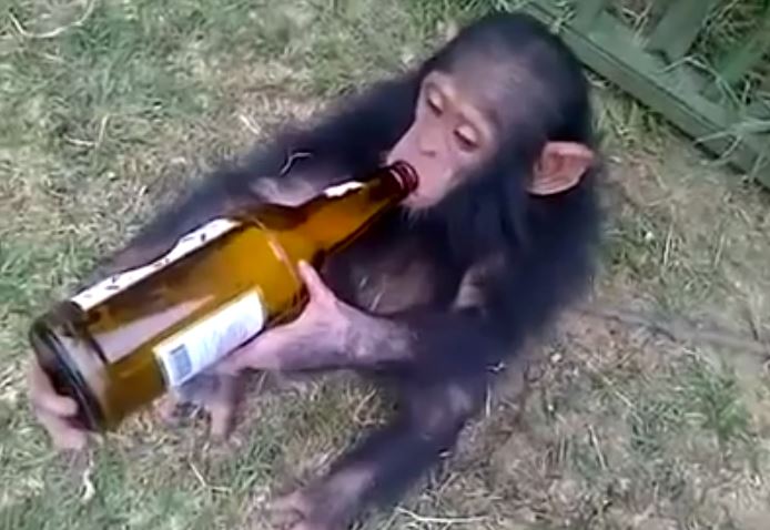 Monkey on booze Blank Meme Template