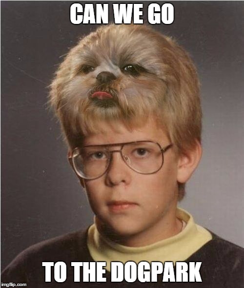 CAN WE GO TO THE DOGPARK | image tagged in dogpark,haircut | made w/ Imgflip meme maker