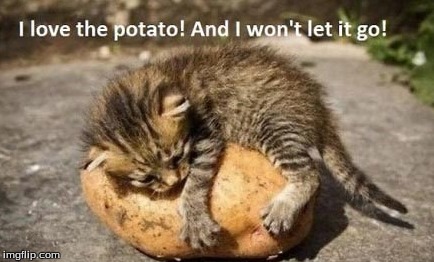 I love you potato! | image tagged in cats potatos | made w/ Imgflip meme maker