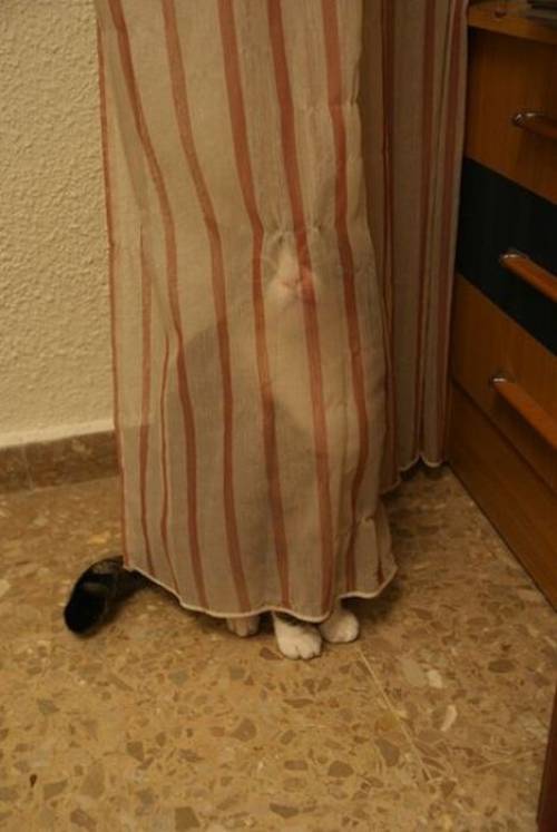 Hiding Cat Blank Meme Template