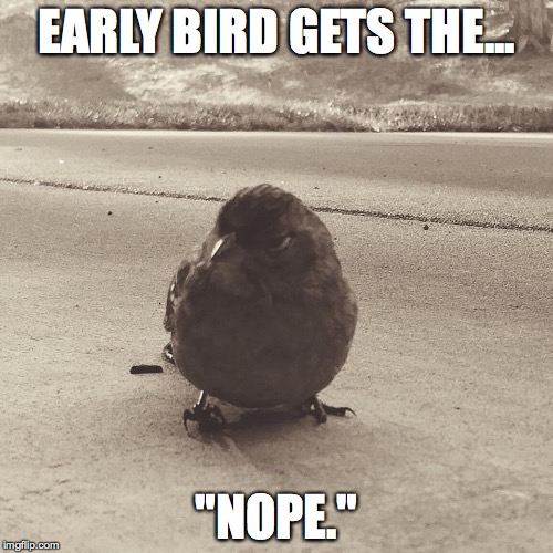 Grumpy Finch | EARLY BIRD GETS THE... "NOPE." | image tagged in grumpy finch | made w/ Imgflip meme maker