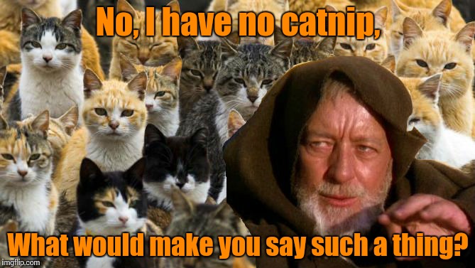Obi Wan Catnobi | No, I have no catnip, What would make you say such a thing? | image tagged in obi wan catnobi | made w/ Imgflip meme maker
