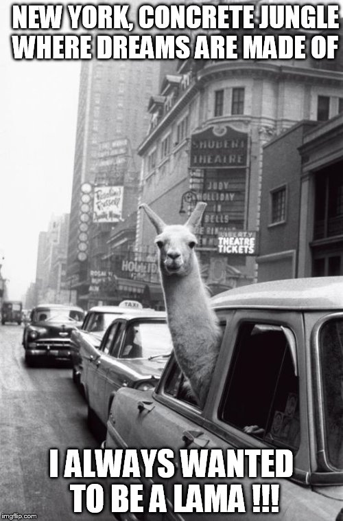 They told me I could be anything. | NEW YORK, CONCRETE JUNGLE WHERE DREAMS ARE MADE OF I ALWAYS WANTED TO BE A LAMA !!! | image tagged in memes,funny,funny memes,animals | made w/ Imgflip meme maker