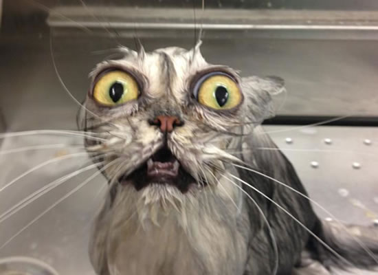 High Quality surprised cat Blank Meme Template