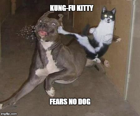 Kung-Fu Kitty | KUNG-FU KITTY FEARS NO DOG | image tagged in cats | made w/ Imgflip meme maker