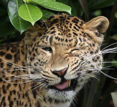 Big Cat Wink Blank Meme Template