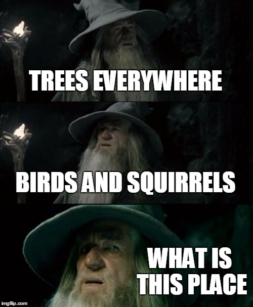 Confused Gandalf | TREES EVERYWHERE BIRDS AND SQUIRRELS WHAT IS THIS PLACE | image tagged in memes,confused gandalf | made w/ Imgflip meme maker