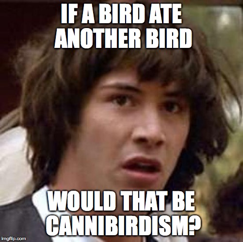 Conspiracy Keanu Meme | IF A BIRD ATE ANOTHER BIRD WOULD THAT BE CANNIBIRDISM? | image tagged in memes,conspiracy keanu | made w/ Imgflip meme maker