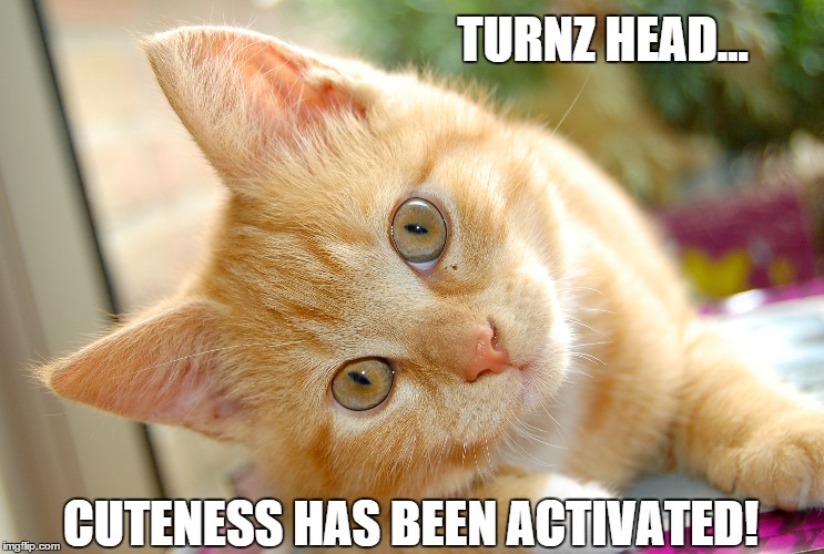 Cuteness Has Been Activated | TURNZ HEAD... CUTENESS HAS BEEN ACTIVATED! | image tagged in cute cat,cute kittens,cats,cat | made w/ Imgflip meme maker