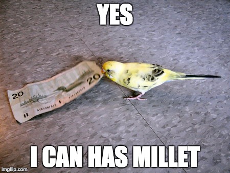 Budgie steals 20 | YES I CAN HAS MILLET | image tagged in budgie steals 20 | made w/ Imgflip meme maker