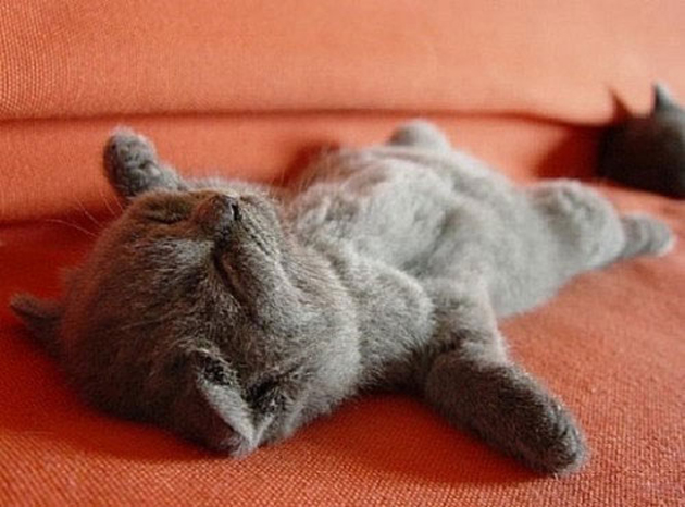 Cute Sleeping Kitten Blank Meme Template