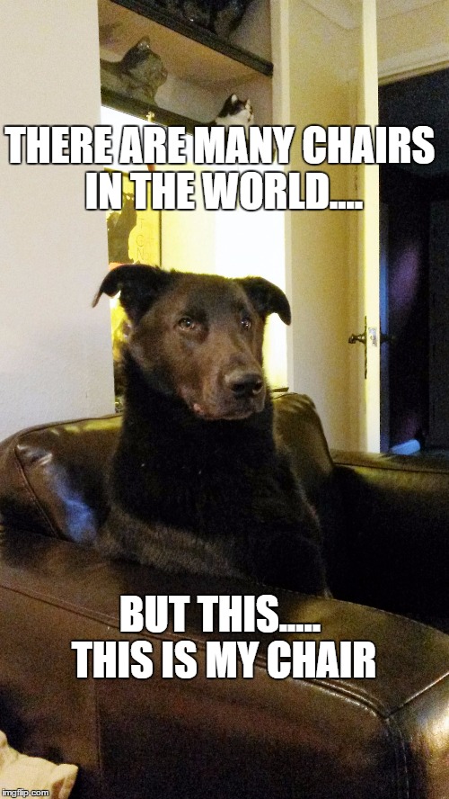 Boss dog | THERE ARE MANY CHAIRS IN THE WORLD.... BUT THIS..... THIS IS MY CHAIR | image tagged in funny,dogs,german shepherd | made w/ Imgflip meme maker