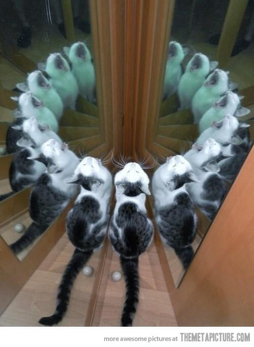 Ritual Cat Blank Meme Template