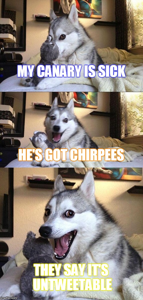 Bad Pun Dog Meme | MY CANARY IS SICK HE'S GOT CHIRPEES THEY SAY IT'S UNTWEETABLE | image tagged in memes,bad pun dog | made w/ Imgflip meme maker
