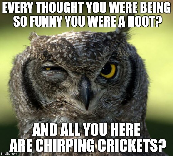 WTF Owl | EVERY THOUGHT YOU WERE BEING SO FUNNY YOU WERE A HOOT? AND ALL YOU HERE ARE CHIRPING CRICKETS? | image tagged in wtf owl | made w/ Imgflip meme maker