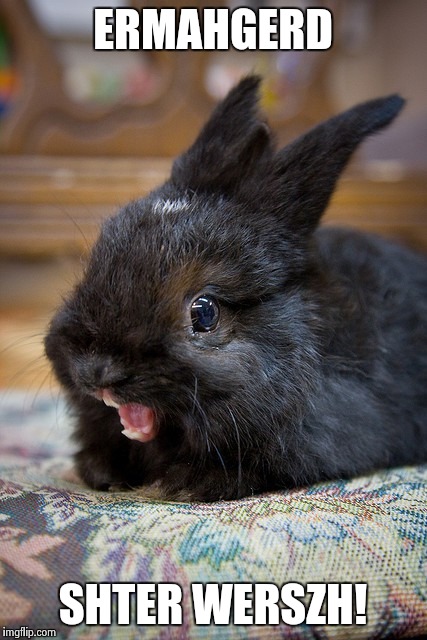 ermahgerd bunny | ERMAHGERD SHTER WERSZH! | image tagged in ermahgerd bunny | made w/ Imgflip meme maker