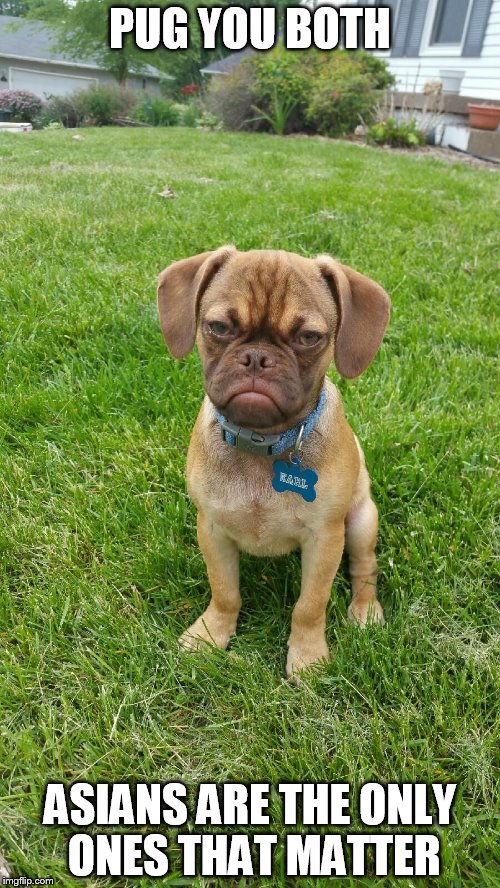 Earl the Grumpy Puggle | PUG YOU BOTH ASIANS ARE THE ONLY ONES THAT MATTER | image tagged in earl the grumpy puggle | made w/ Imgflip meme maker