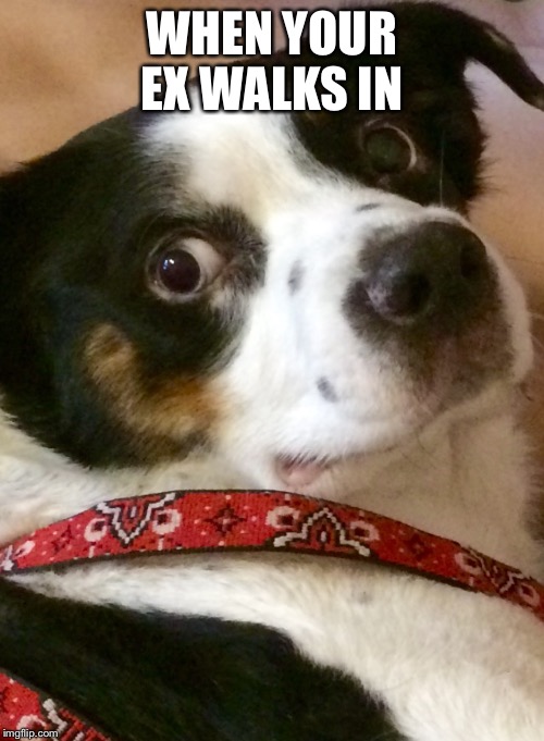WHEN YOUR EX WALKS IN | image tagged in dog face,ex girlfriend | made w/ Imgflip meme maker