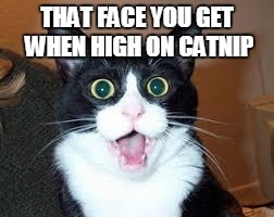 Holy Shit are you Sexy. | THAT FACE YOU GET WHEN HIGH ON CATNIP | image tagged in holy shit are you sexy | made w/ Imgflip meme maker