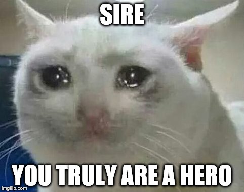 SIRE YOU TRULY ARE A HERO | image tagged in cats,crying cat | made w/ Imgflip meme maker