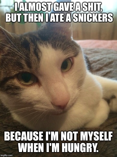 I ALMOST GAVE A SHIT, BUT THEN I ATE A SNICKERS BECAUSE I'M NOT MYSELF WHEN I'M HUNGRY. | image tagged in jack the cat,the most interesting cat in the world | made w/ Imgflip meme maker