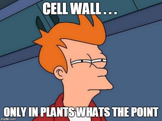 Futurama Fry | CELL WALL . . . ONLY IN PLANTS WHATS THE POINT | image tagged in memes,futurama fry | made w/ Imgflip meme maker