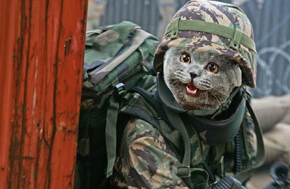 High Quality Cat Commando Blank Meme Template