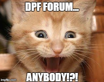 Excited Cat Meme | DPF FORUM... ANYBODY!?! | image tagged in memes,excited cat | made w/ Imgflip meme maker