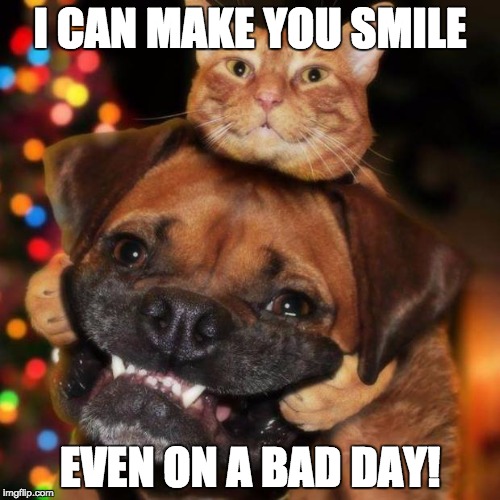 dogs an cats | I CAN MAKE YOU SMILE EVEN ON A BAD DAY! | image tagged in dogs an cats | made w/ Imgflip meme maker