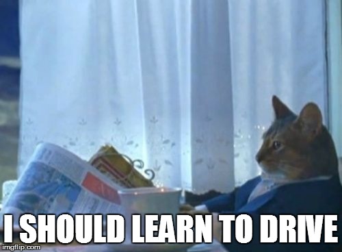 I Should Buy A Boat Cat Meme | I SHOULD LEARN TO DRIVE | image tagged in memes,i should buy a boat cat | made w/ Imgflip meme maker