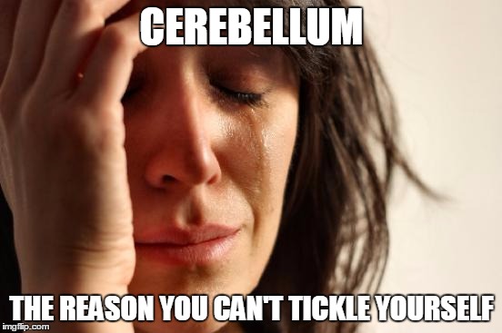 First World Problems | CEREBELLUM THE REASON YOU CAN'T TICKLE YOURSELF | image tagged in memes,first world problems | made w/ Imgflip meme maker
