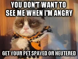 Grumpy Cat Halloween Meme | YOU DON'T WANT TO SEE ME WHEN I'M ANGRY GET YOUR PET SPAYED OR NEUTERED | image tagged in memes,grumpy cat halloween,grumpy cat | made w/ Imgflip meme maker